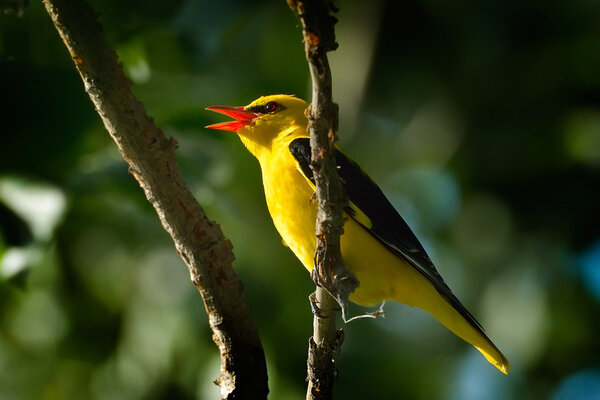 Золотой Ориол в естественной среде обитания (Oriolus oriolus)
)