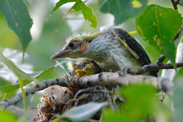 Chicks of Golden Oriole in the nest (Oriolus oriolus
)