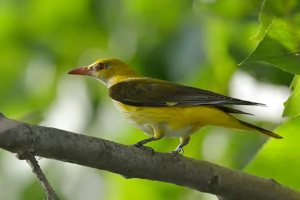 Oriolo dorato in habitat naturale (Oriolus oriolus ) — Foto Stock