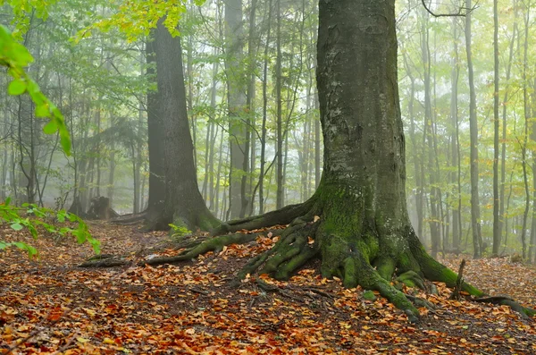 森林中的秋天风景 — 图库照片