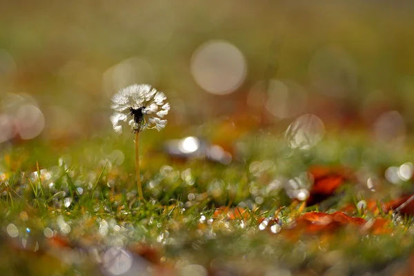 Dandelion on field in autumn — Stock Photo, Image