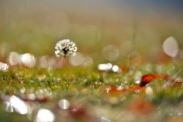 Dandelion on field in autumn — Stock Photo, Image