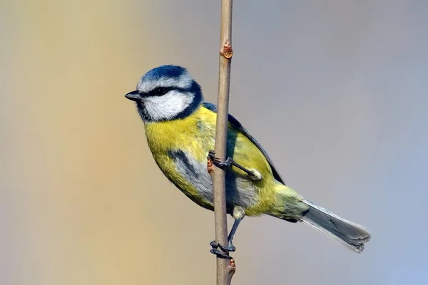 Blå pupp på gren om vinteren (parus caeruleus ) – stockfoto