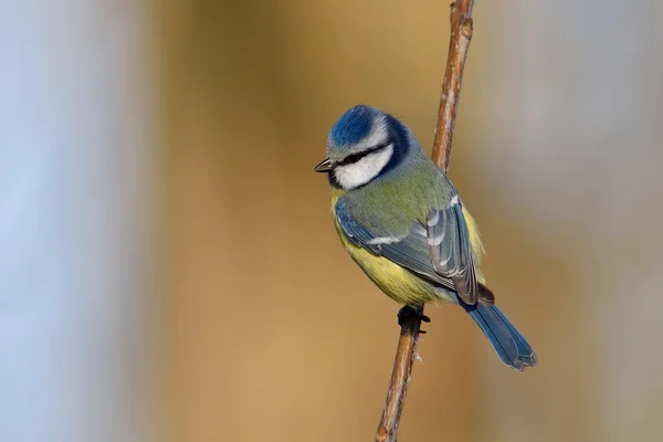 Blue tit on branch in winter (parus caeruleus) — Stock Photo, Image