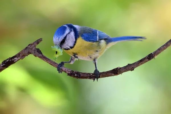 Blaumeisen auf Zweigen im Frühling (parus caeruleus)) — Stockfoto