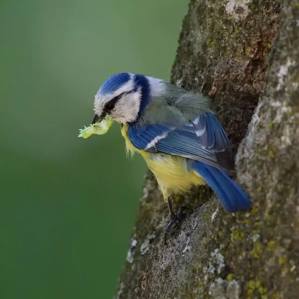 Teta azul en rama en primavera (parus caeruleus ) —  Fotos de Stock