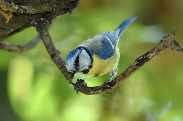 Синя синиця на гілці навесні (parus caeruleus ) — стокове фото