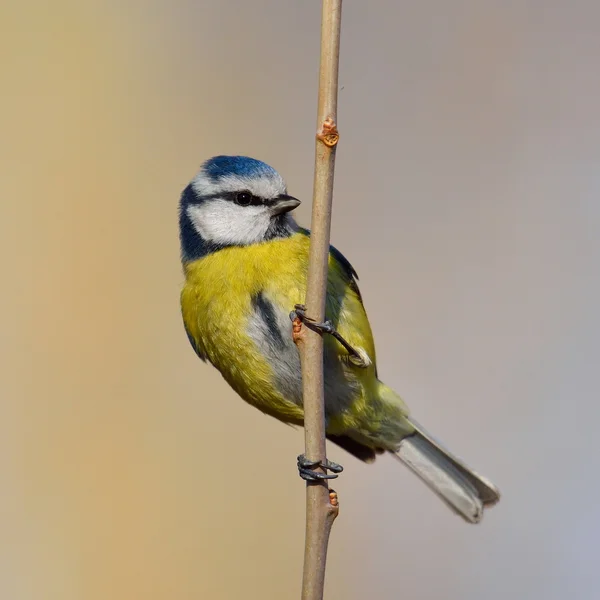 Blue tit on branch in winter (parus caeruleus) — Stock Photo, Image