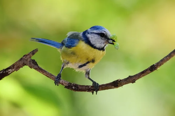 Blue tit on branch in spring (parus caeruleus) — Stock Photo, Image