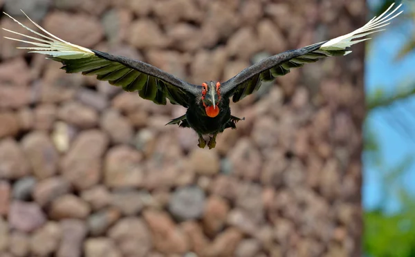 Avispas volando al aire libre en verano — Foto de Stock