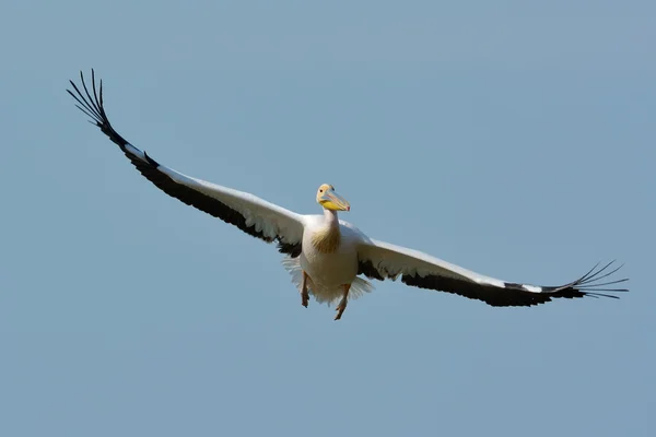 Pelikáni letící proti modré obloze (pelecanus onocrotalus) — Stock fotografie