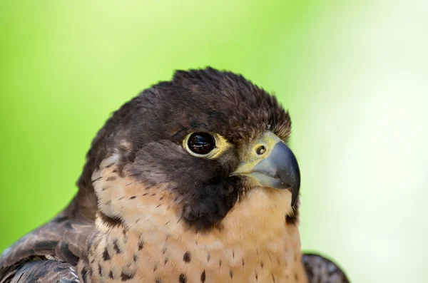 Peregrine falcon portrait — Stock Photo, Image