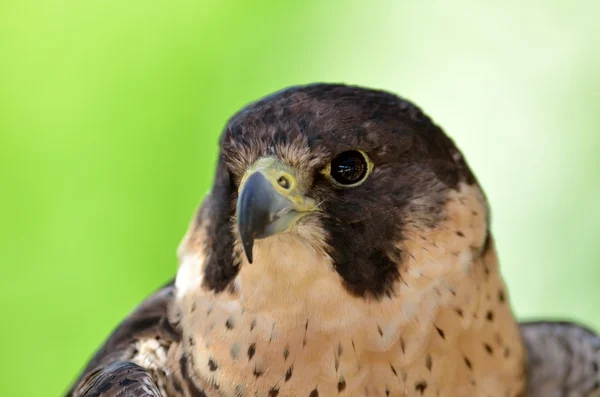 Peregrine falcon portrait — Stock Photo, Image