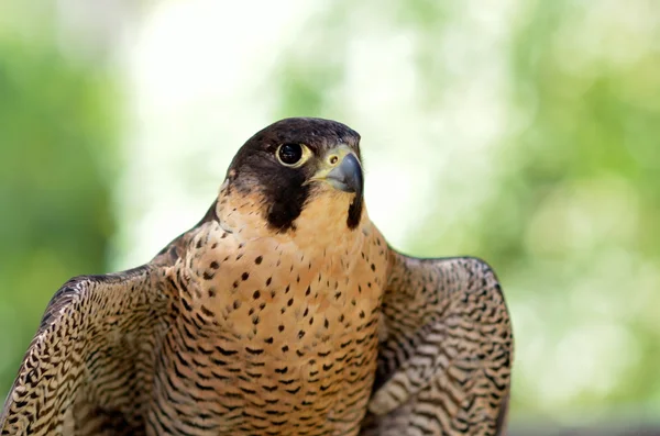 Peregrine falcon portrait — Stock Photo, Image
