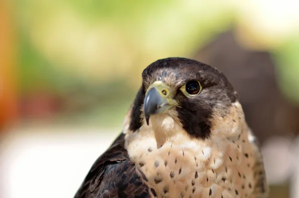 Faucon pèlerin (Falco peregrinus) portrait — Photo