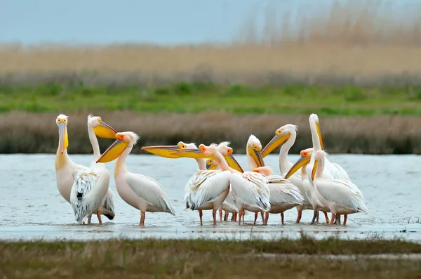 Pelikaner i naturlig habitat – stockfoto