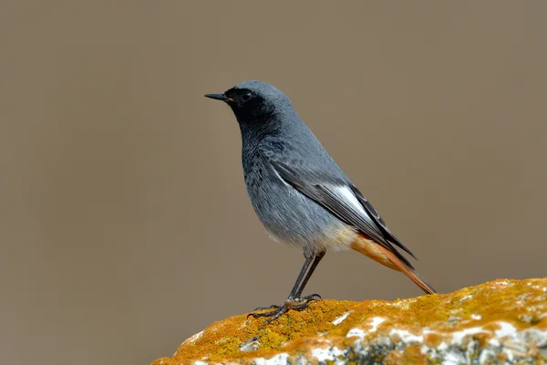 自然の生息地 (phoenicurus ochruros クロジョウビタキ) — ストック写真