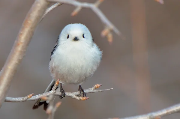 De cola larga al aire libre (aegithalos caudatus ) —  Fotos de Stock