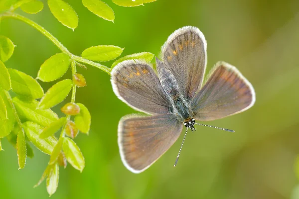 자연 서식 지에 나비 (plebejus 아르고스) — 스톡 사진