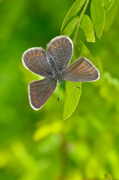 Бабочка в естественной среде обитания (plebejus argus ) — стоковое фото