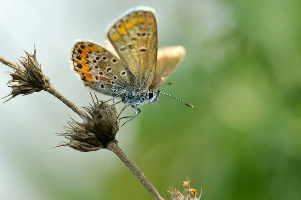 Vlinder in natuurlijke habitat (plebejus argus) — Stockfoto