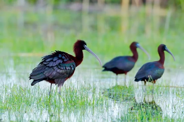 Hochglanzibis (plegadis falcinellus)) — Stockfoto