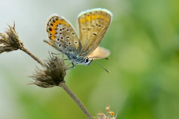 Vlinder in natuurlijke habitat (plebejus argus) — Stockfoto