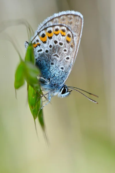 Butterfly in natural habitat (plebejus argus) — Stock Photo, Image