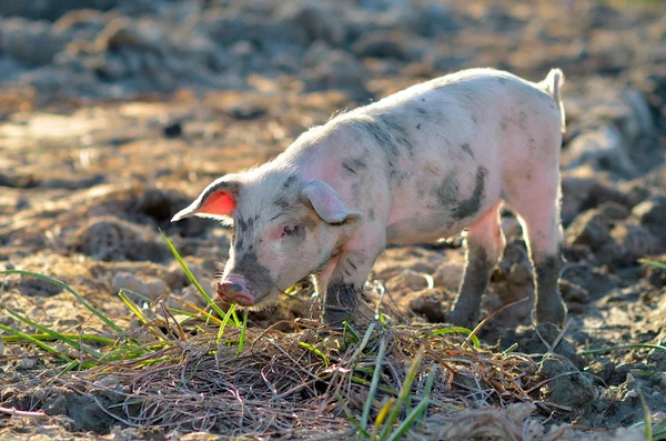 Varkens buiten in de zomer — Stockfoto