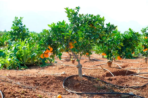 農園のフルーツとオレンジの木 — ストック写真