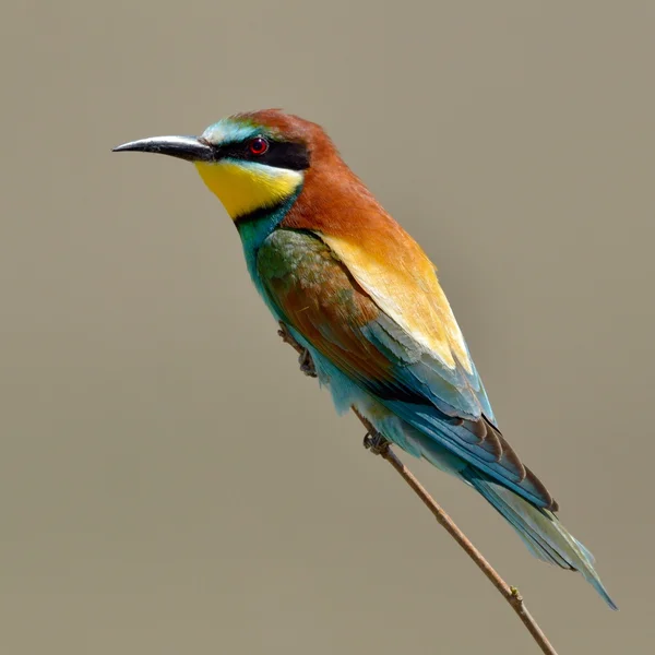 Apicultor europeo (Merops Apiaster) al aire libre — Foto de Stock