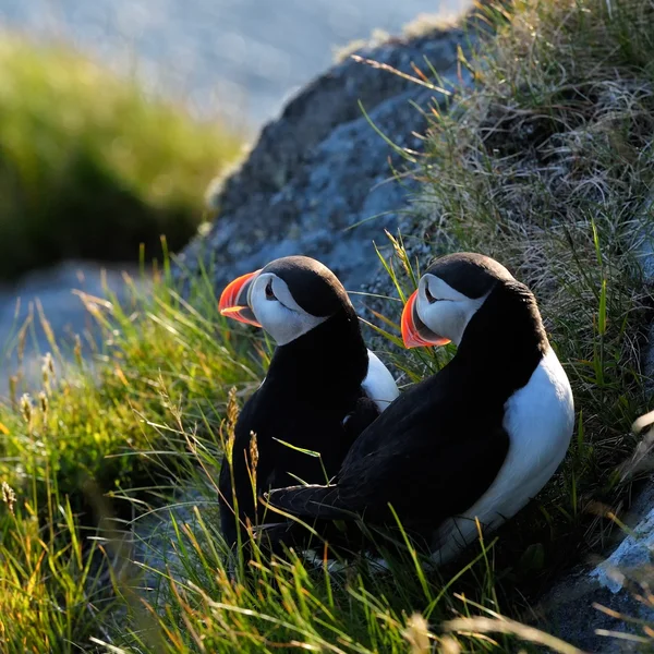 Lunnefågel stående på gräsbevuxen klippa (fratercula arctica) — Stockfoto