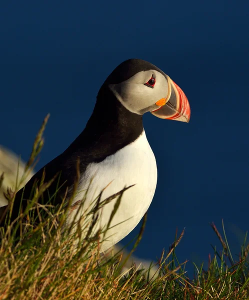 Papuchalk stojící na travnaté cliff (fratercula arctica) — Stock fotografie