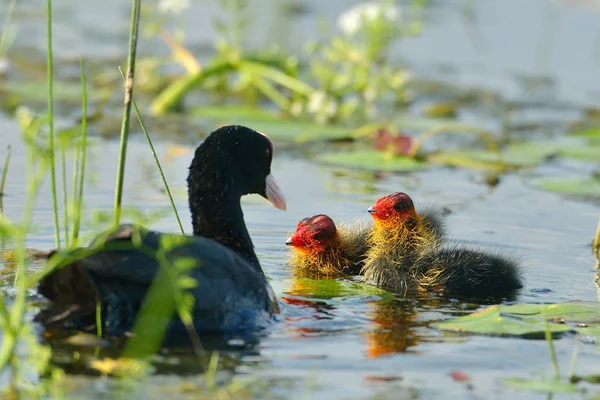 Coot with chicks on the lake (fulica atra) — Stock Photo, Image