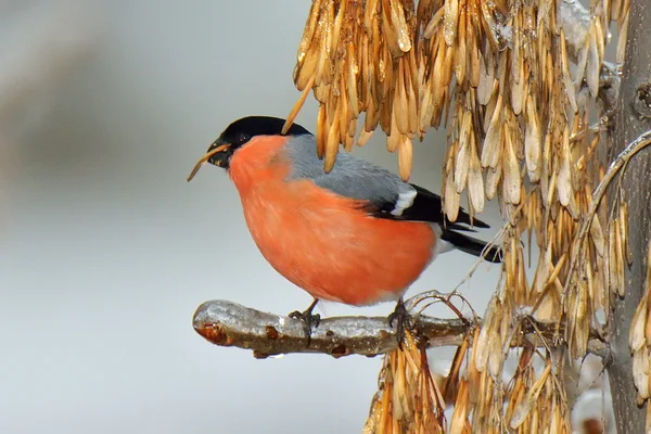Bayağı şakrak kuşu (Pyrrhula pyrrhula) doğal ortamlarında — Stok fotoğraf