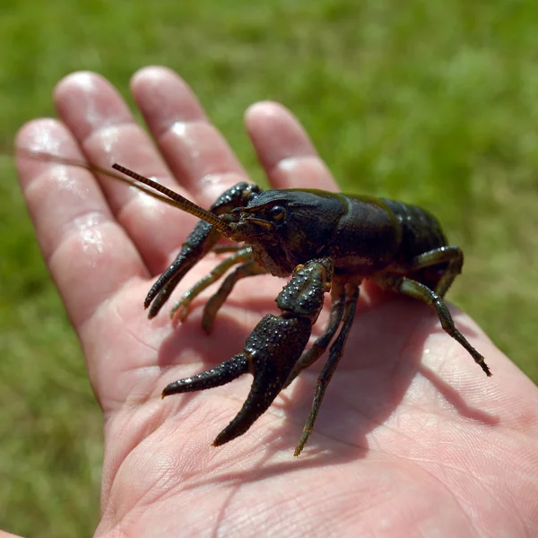 Langusten zur Hand — Stockfoto