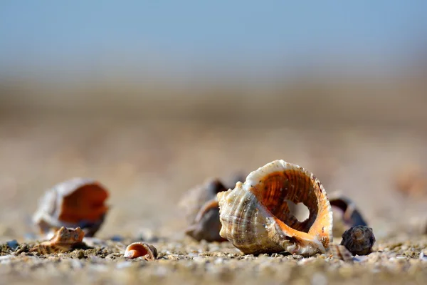 Conchas marinas sobre arena mojada en la orilla — Foto de Stock