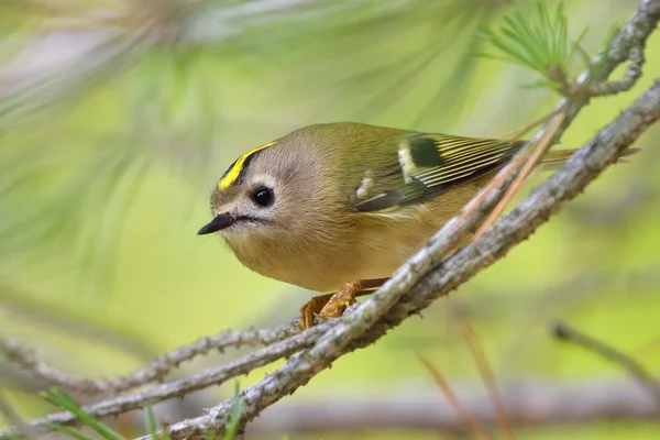 Kinglet incoronato d'oro in habitat naturale — Foto Stock