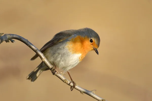 European robin (Erithacus Rubecula) — Stock Photo, Image