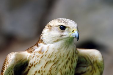 Ulu doğan (falco cherrug portre)
