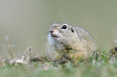 şirin Avrupa zemin sincap alanda (Spermophilus citellus)
