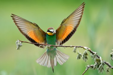european bee-eater (Merops Apiaster) outdoor clipart