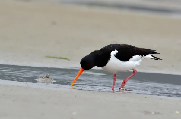 Oystercatcher eurasiático (Haematopus ostralegus) — Fotografia de Stock