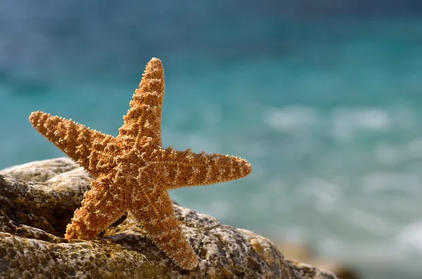 Starfish on the beach in summer — Stock Photo, Image