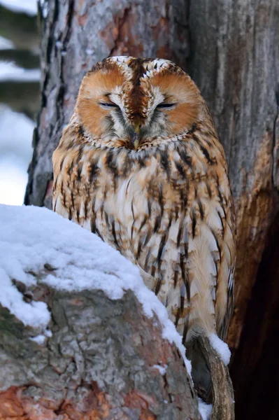 Gufo reale o gufo bruno (Strix aluco ) — Foto Stock