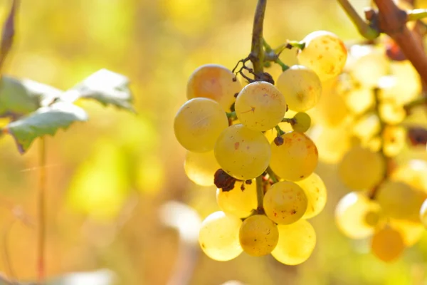 Uvas blancas en el viñedo en otoño — Foto de Stock