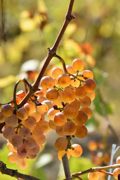 White grapes in the vineyard in autumn — Stock Photo, Image