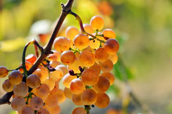 White grapes in the vineyard in autumn — Stock Photo, Image