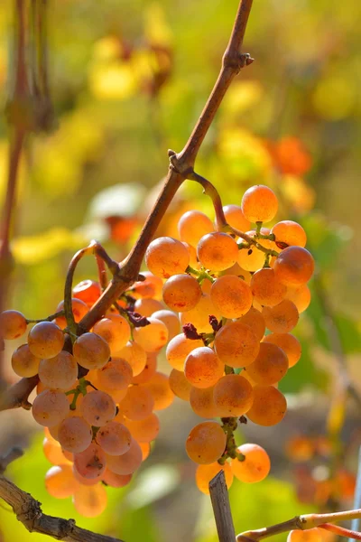 Raisins blancs dans le vignoble en automne — Photo
