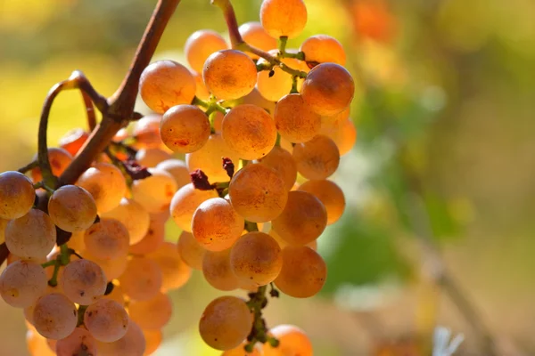 Vita druvor i vingården i höst — Stockfoto